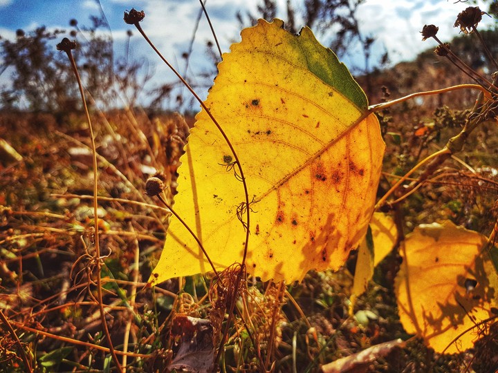 Like Autumn