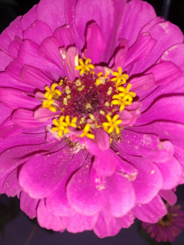 flower in flower