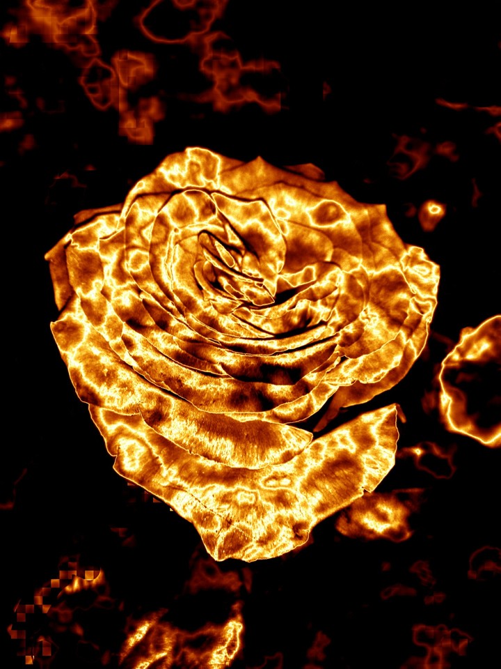 fire rose