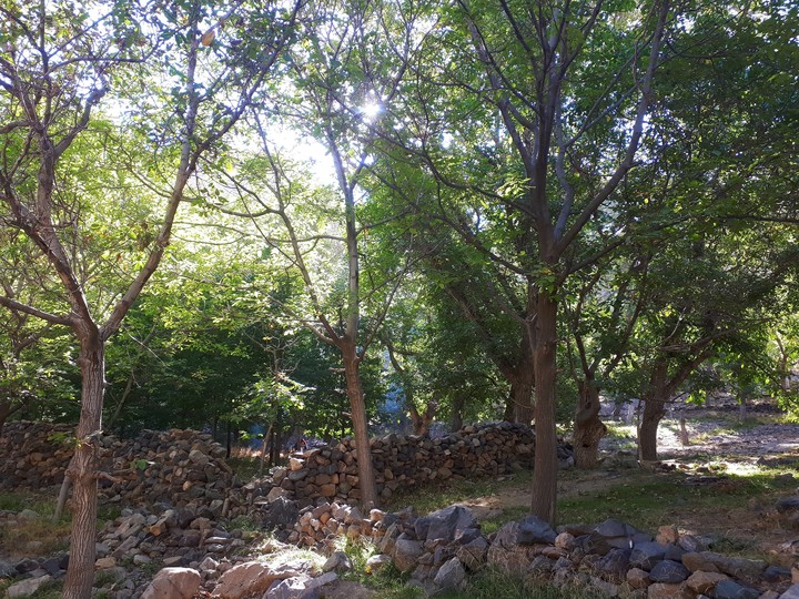 forest