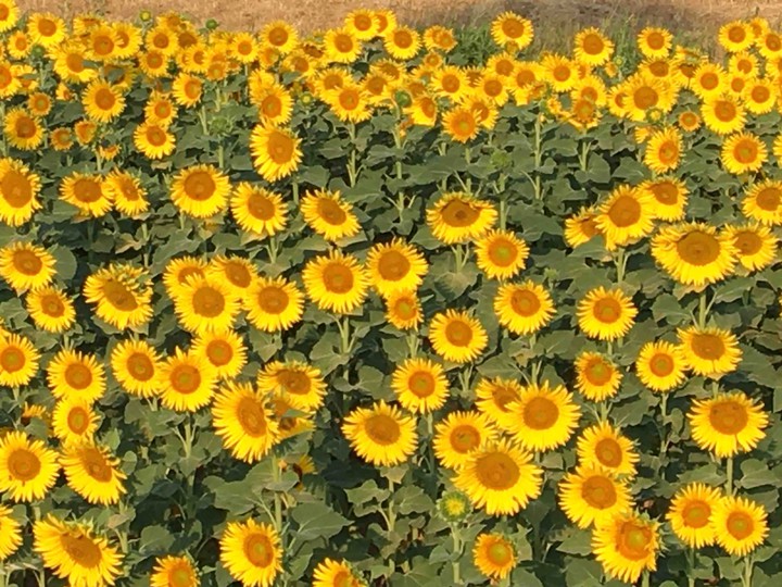 sunflowers