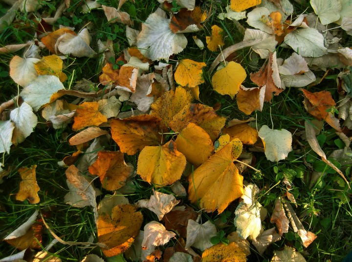 leaf autumn