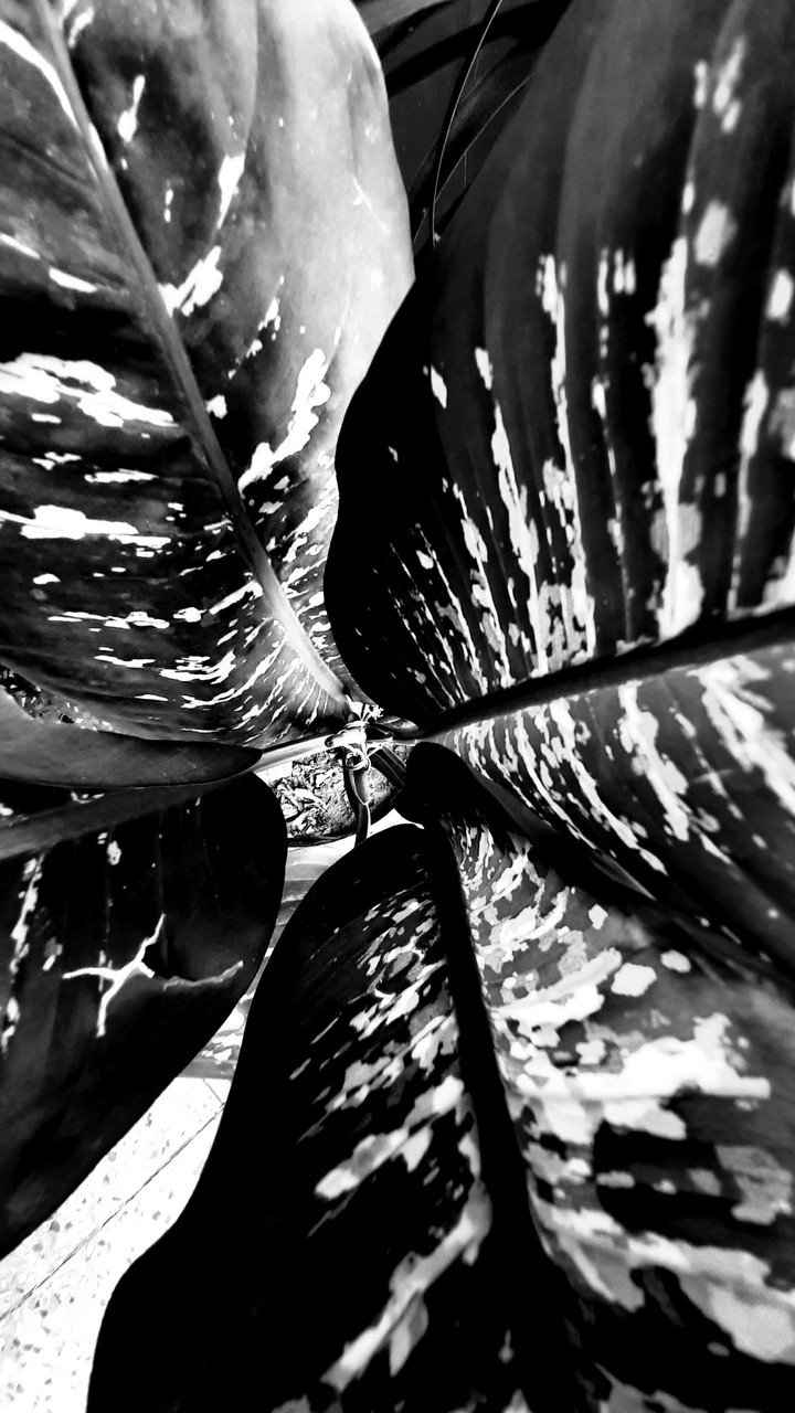 plants