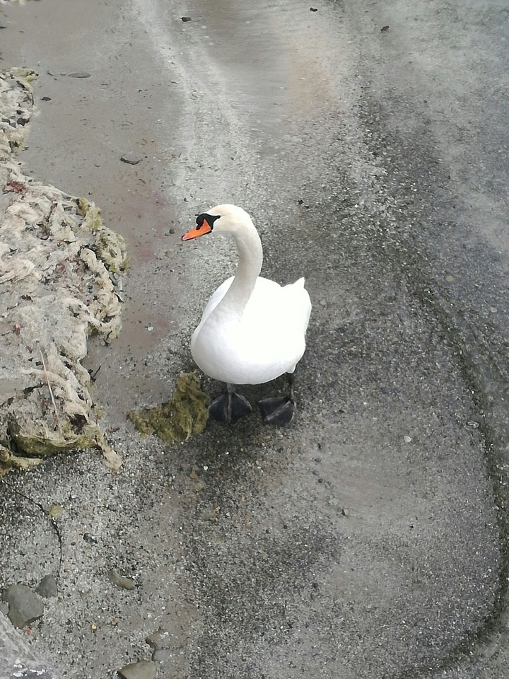 Swan in Lake Konstanz