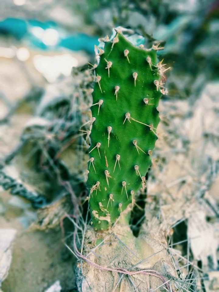 cactus
