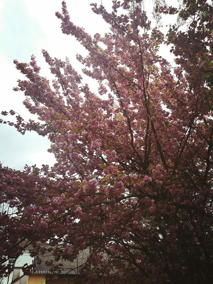 Blooming tree 2