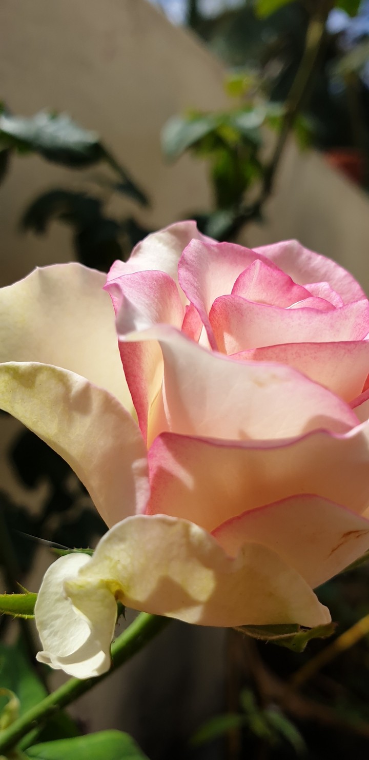 its rose