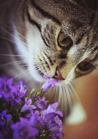 cat??