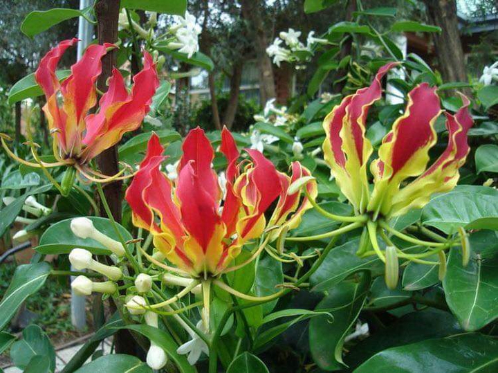 flower