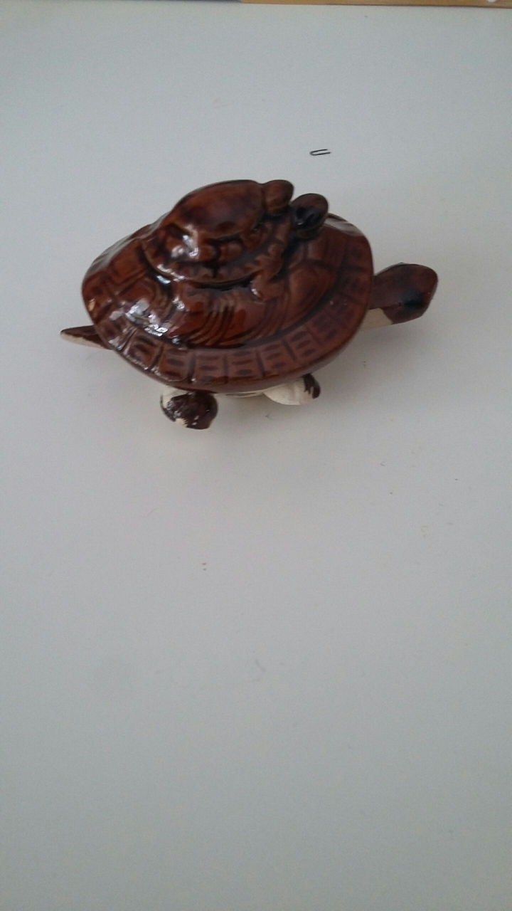 turtle