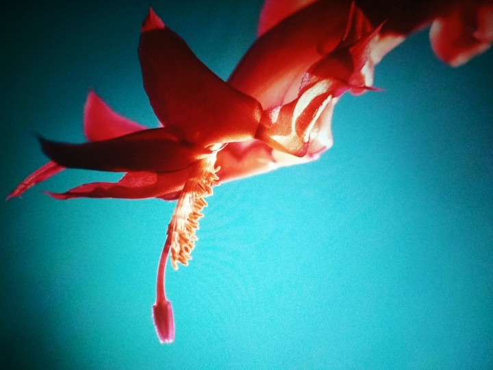 Blossom!