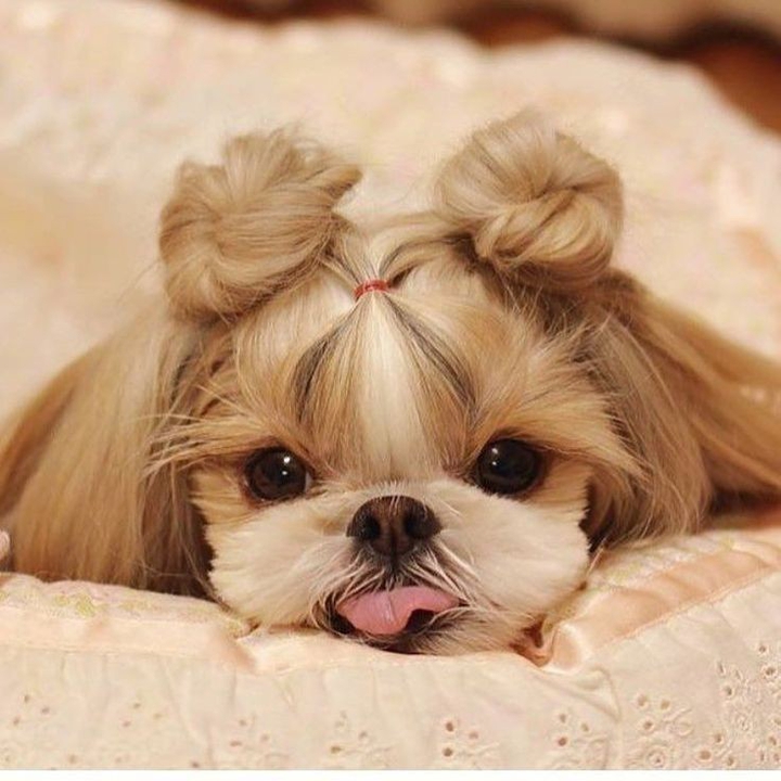 Puppy