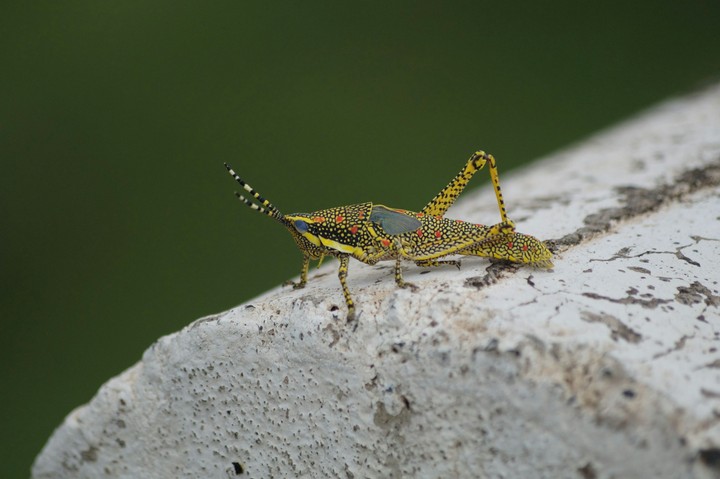 insect