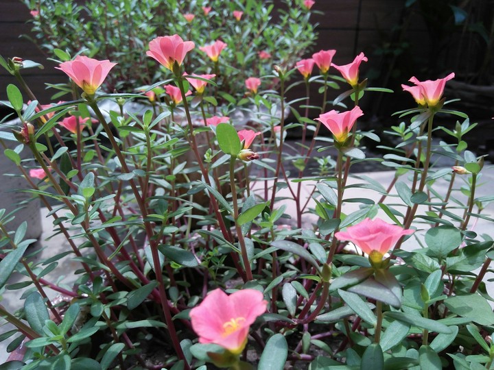 pink flower