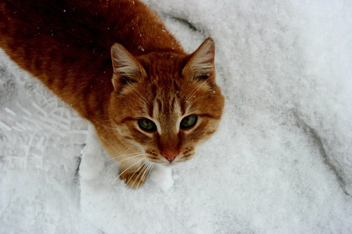 Рыжий котик