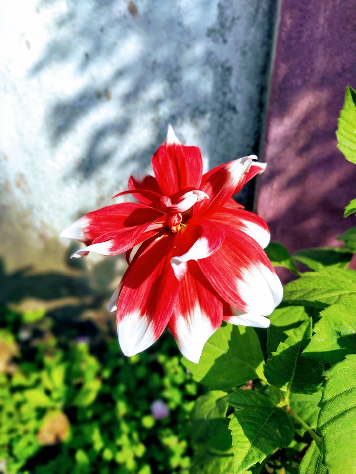 red and white flower