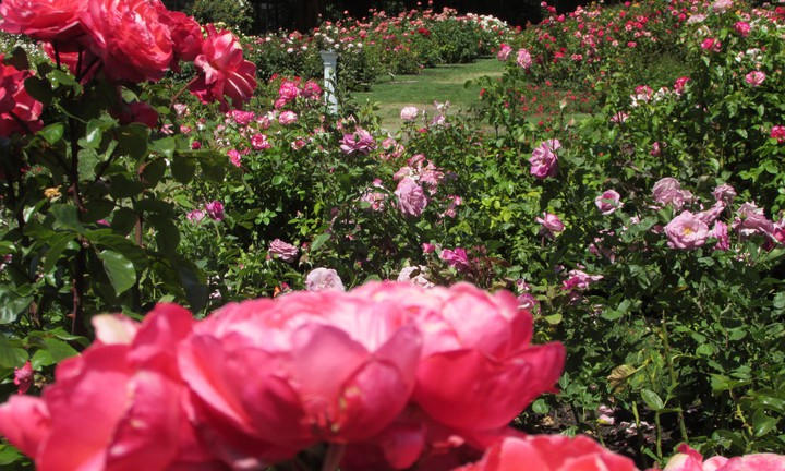 Roses