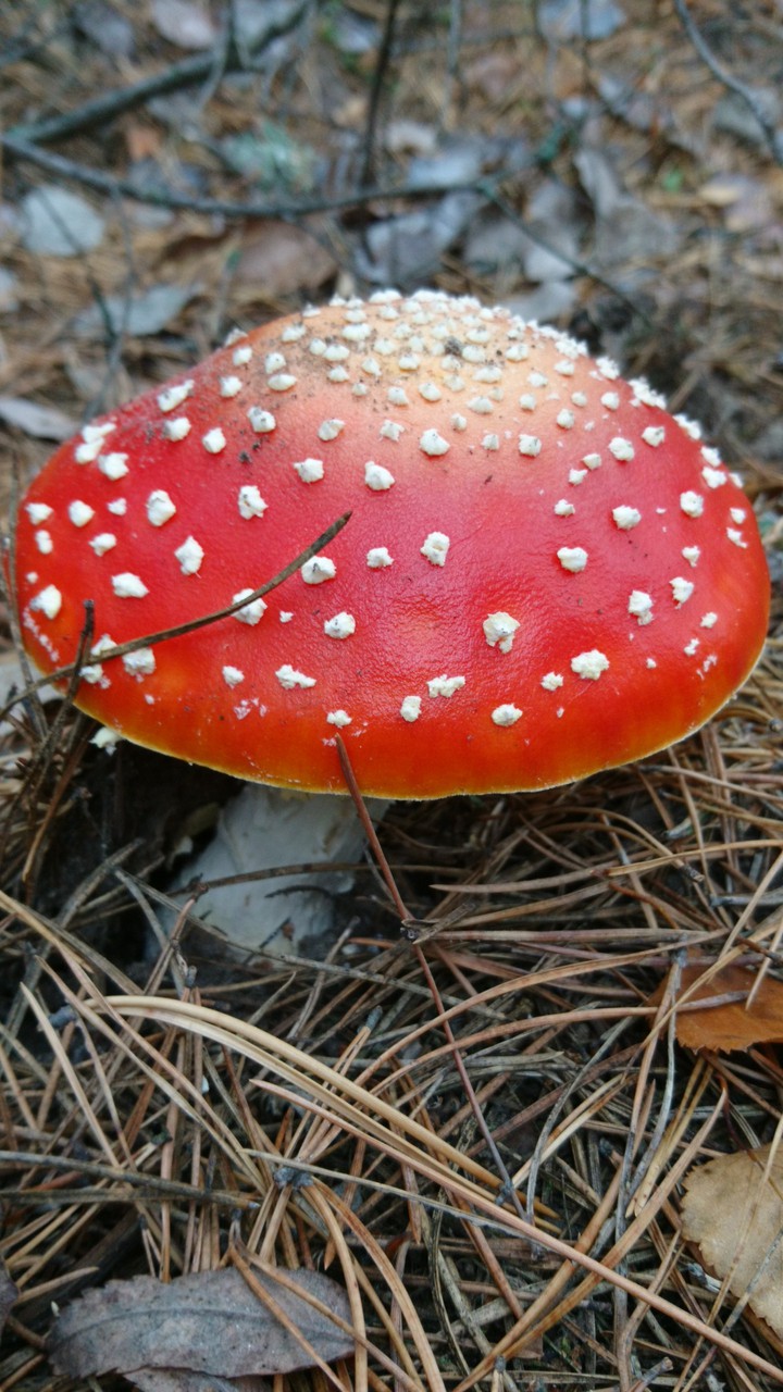 Лесной красавец)