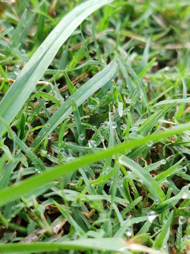 morning grass