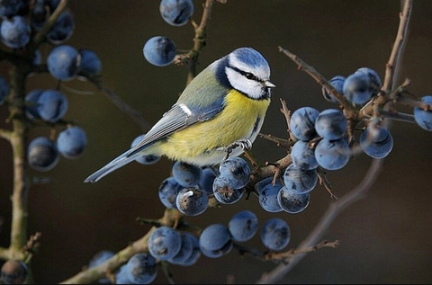 tapety bird, bluebird