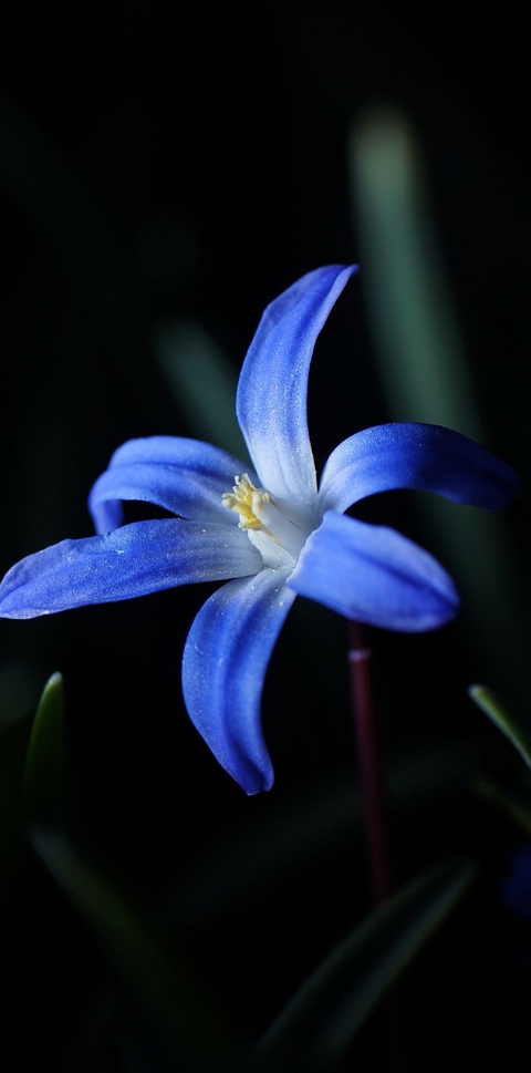 тапети Close-up, flower