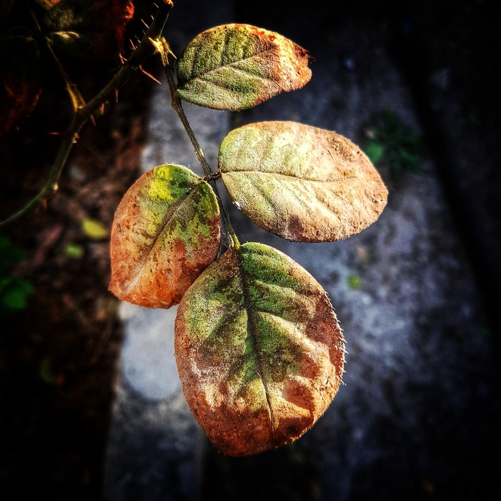 little plant in my garden