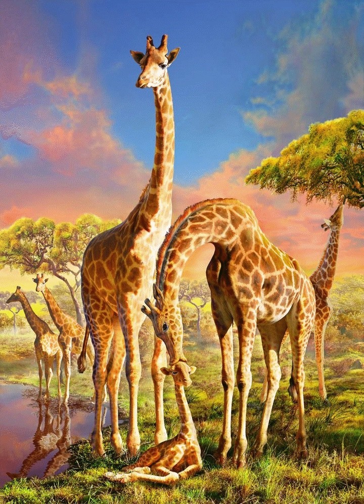 giraffes