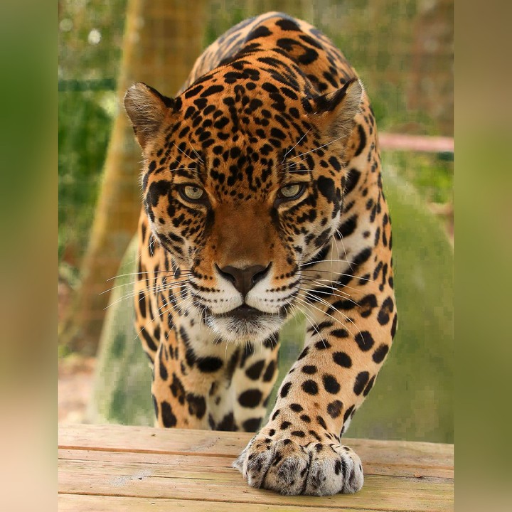 Jaguar