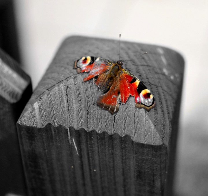 Broken wings...