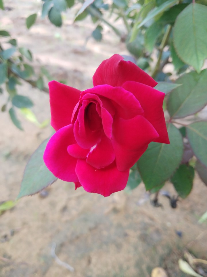 beautiful rose