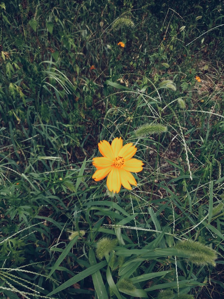 풀 속의 꽃