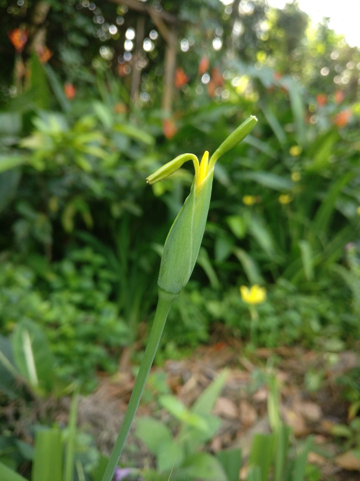 hello flower, don't pluck it