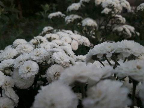ταπετσαρίες plant, snow
