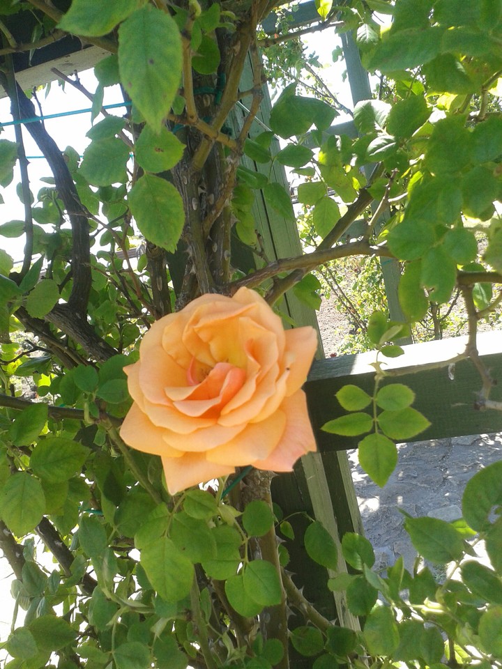 orange rose