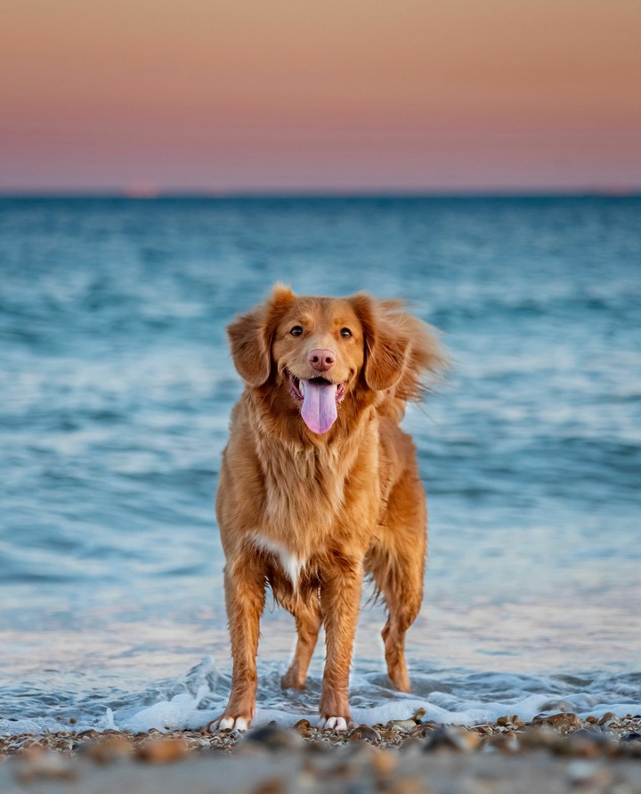 BEAUTIFUL DOG