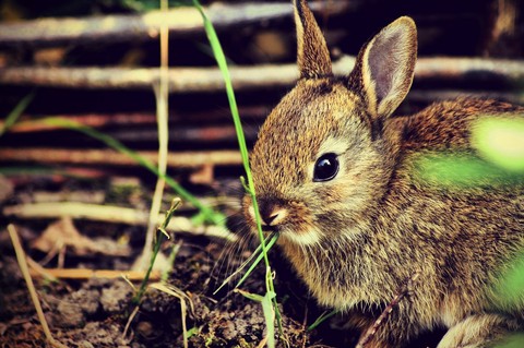 sfondi Rabbit, rodent