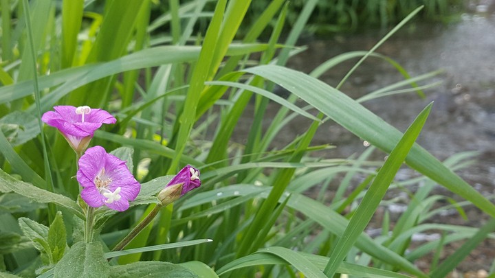 Summer Flowers