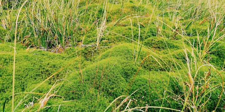 Peat bog