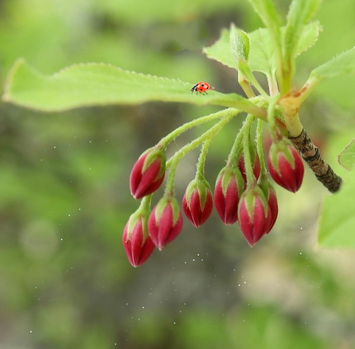cute twig & ladybug  ...