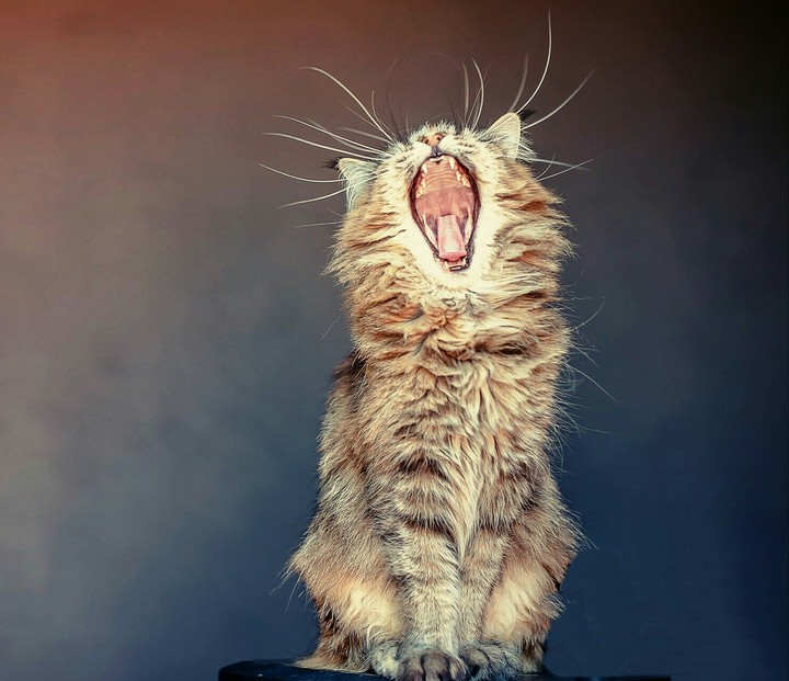 i love cats