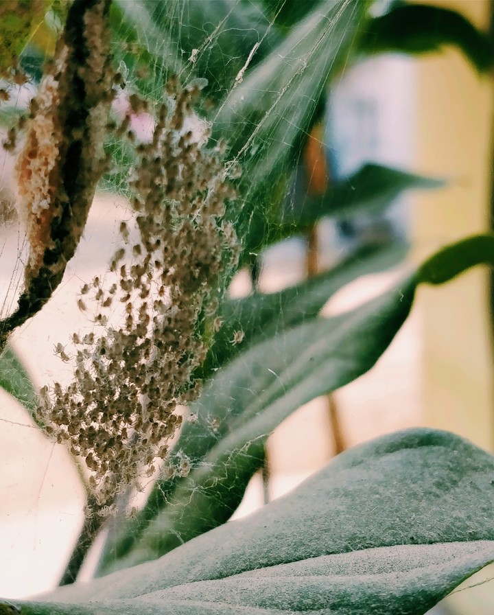 baby spiders