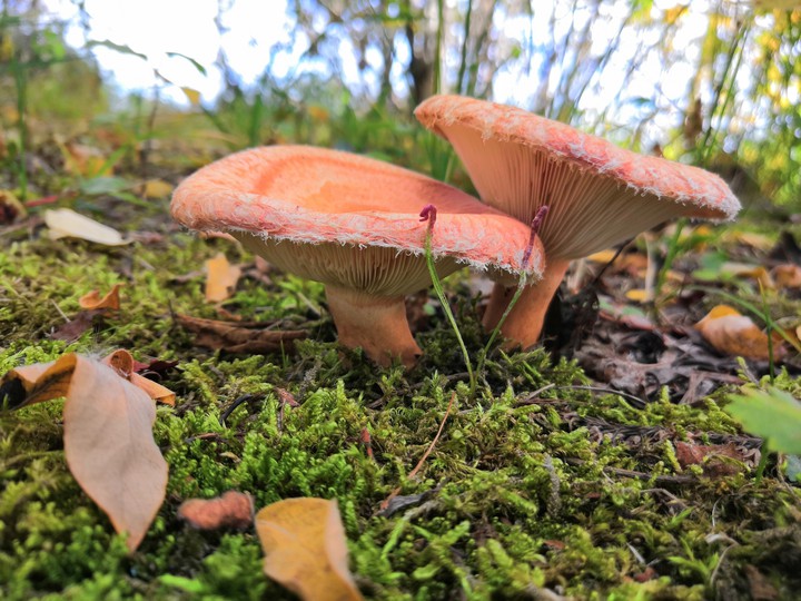 forest