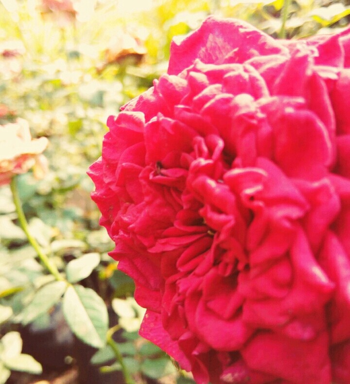 red flower
