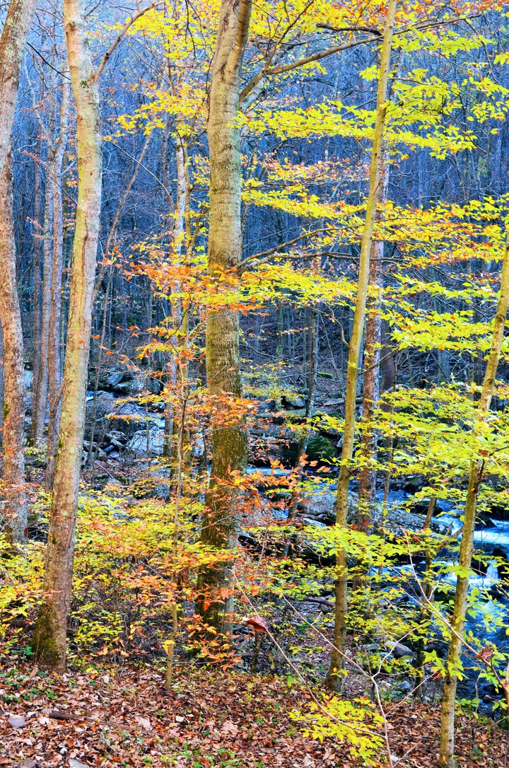 autumn woods