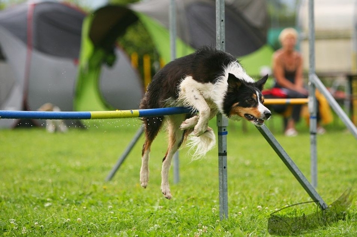 The Border Collie Because There Is No Better Dog