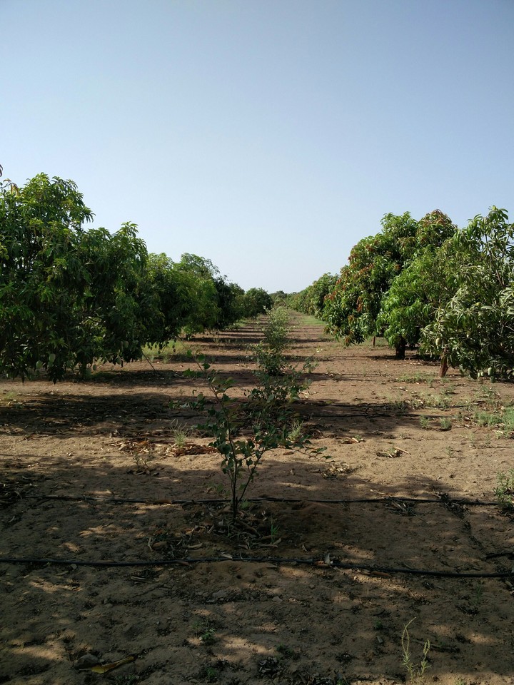 Plantations