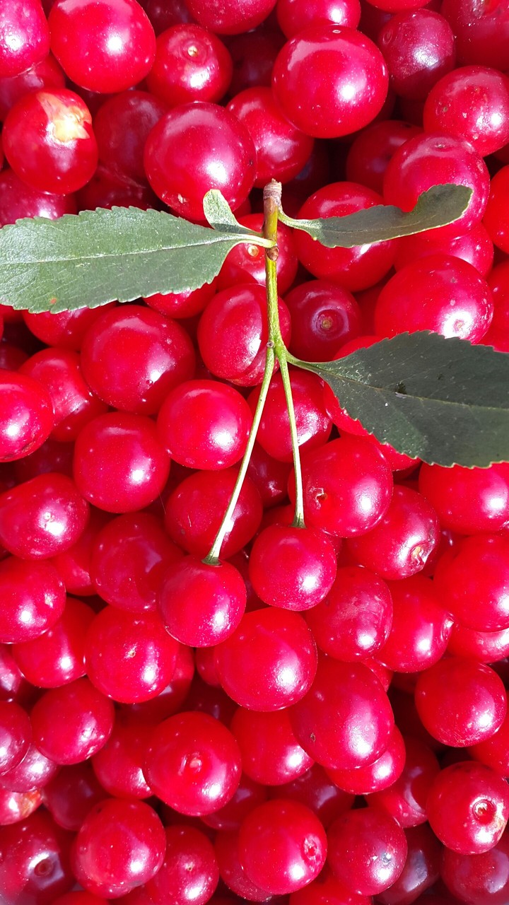 Cherry