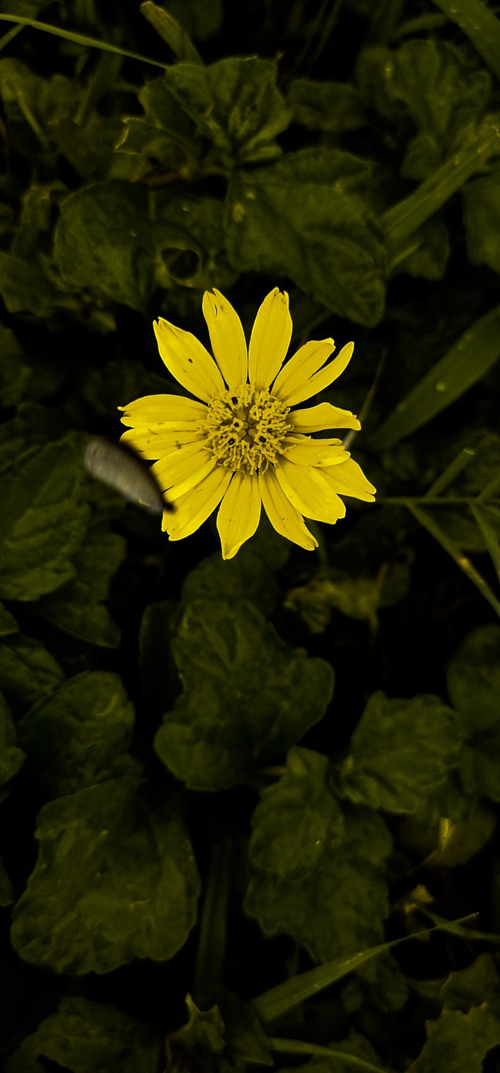 my click