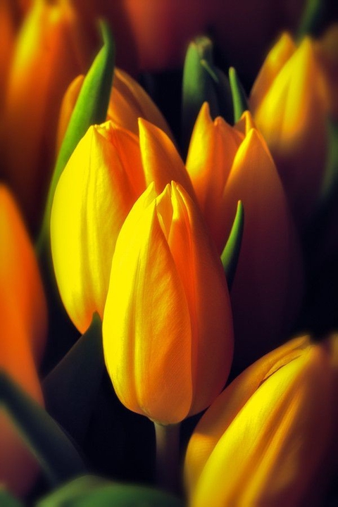 tapety Close-up, plant