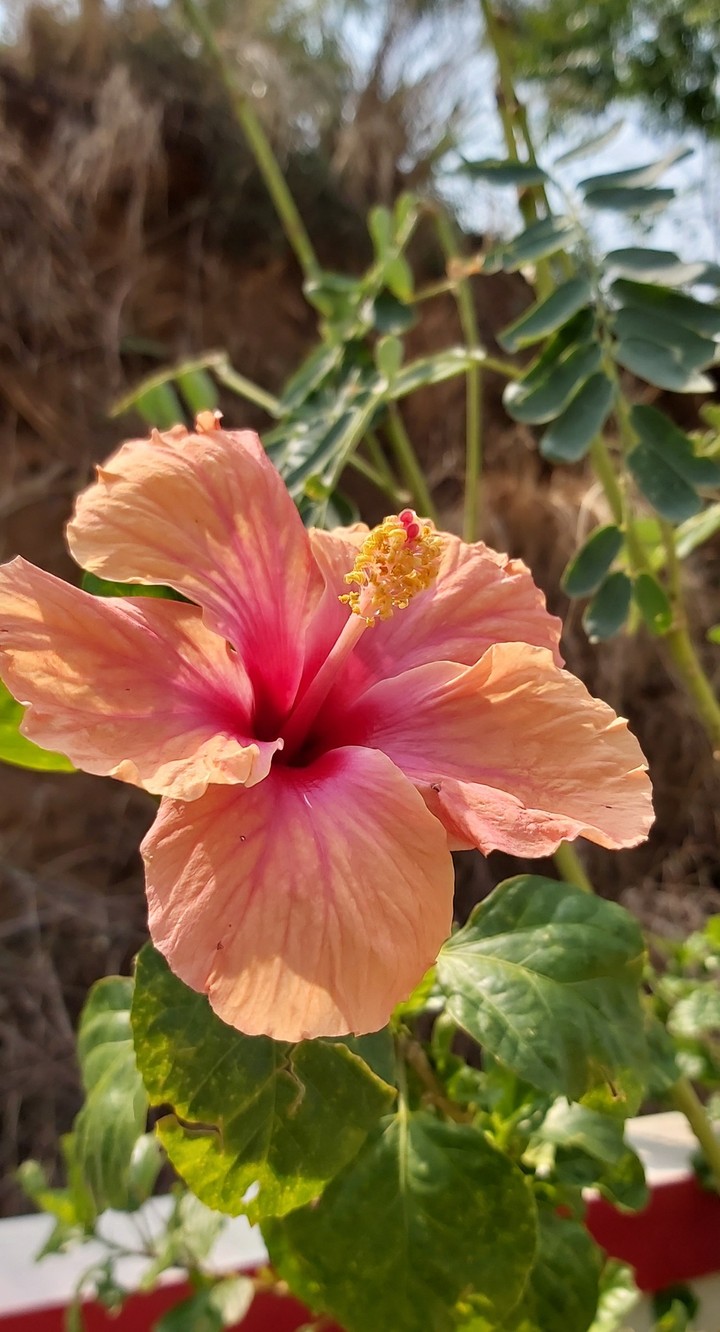 Rose Mallow